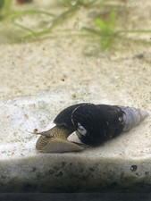 Tylomelania Yellow Rabbit