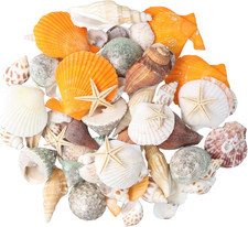 Conchiglie, Conchiglie