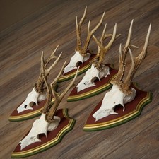 Palchi Di Capriolo 5X Caprioli