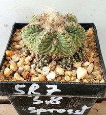 Aztekium ritteri con molti
