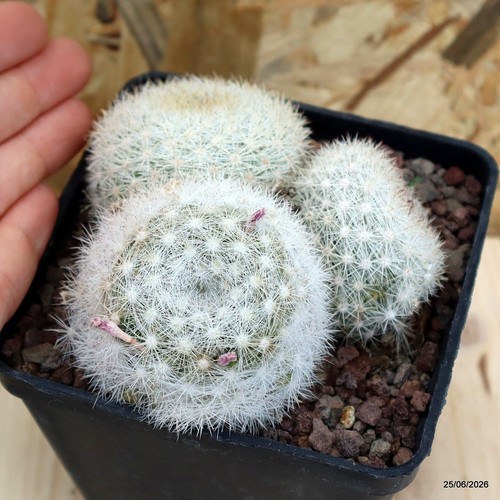 Mammillaria candida vaso - mammillaria,
