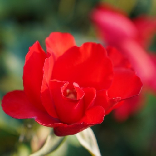 Pianta rosa senza spine - rosa,