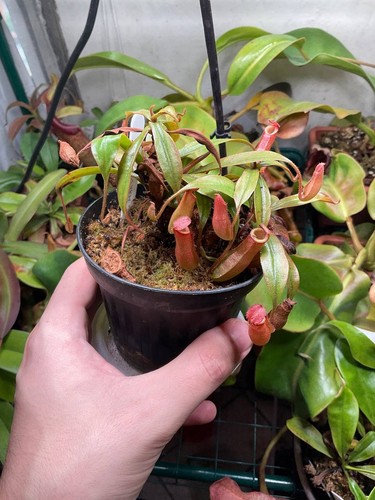 Nepenthes bloody mary 5 - x,