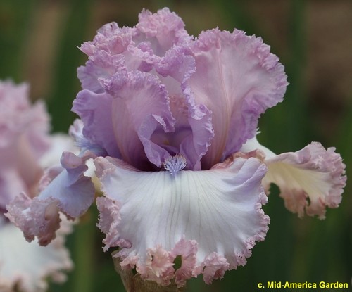 Iris unbridled passion - iris, passion'