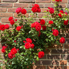Rosa Rampicante Rossa – 30 Semi – Rampicante a Fiore Rosso, Profumato, Ideale pe