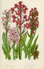 1899 Antica Stampa = ORCHIDEE