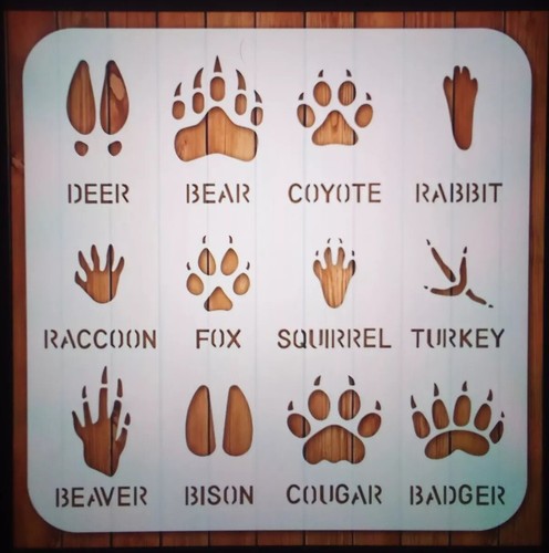 Grandi tracce animali - animali, miste