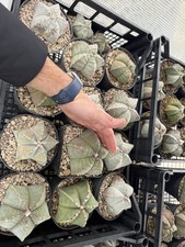 ASTROPHYTUM MYRIOSTIGMA