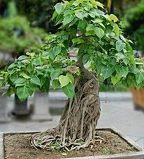 Semi di fico di pioppo, ficus religiosa, albero di Buddha, albero di bodhi