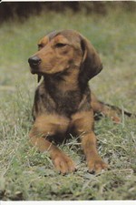 BRACKE * DACHSBRACKE * Alpine Dachsbrack * cartolina * cartolina * 2