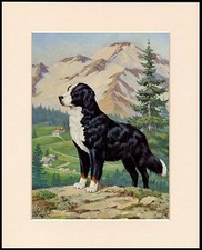 BERNESE MOUNTAIN DOG IN ALPINE