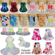 Chihuahua Cucciolo Estivo