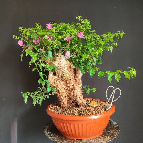 Pre bonsai esemplare - bonsai, di