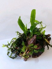 Radice piantata - piante da