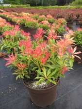 Pieris japonica forest flame - forest,