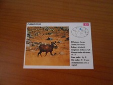 FIGURINA COLLEZIONE SCHEDE