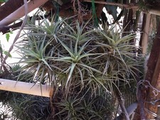 Cactus - Succulente Cespo di