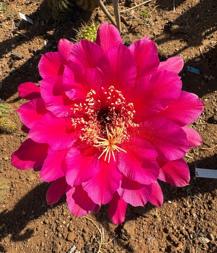 Cereus hybrid cactus - t.cereus,