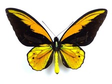 Ornitoptera croesus croesus