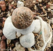 Euphorbia gymnocalycioides