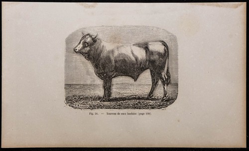 1860 toro razza landaise - -,