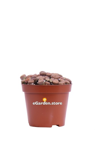 Pianta lithops sasso - lithops,