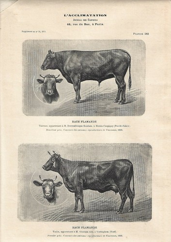 Stampa antica toro mucca - toro, di