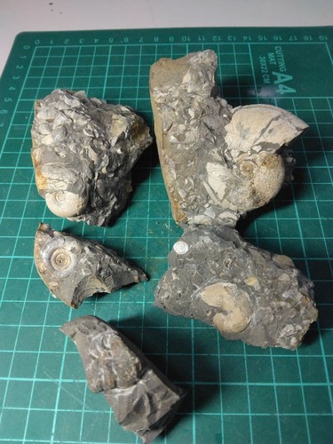 Ammonite della città - , di