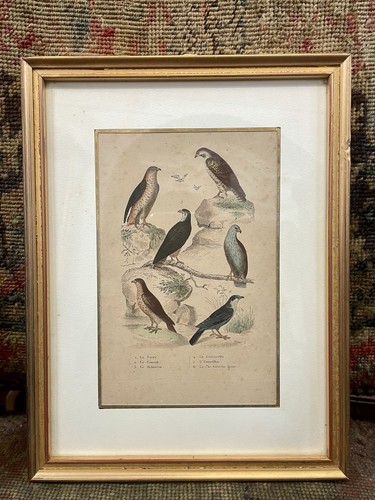 Incisione acquerellata uccelli - acquerellata,