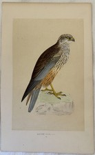 MORRIS MARSH HARRIER FALCO DI PALUDE UCCELLI ORNITOLOGIA BIRDS BIRD 1870 BRITISH