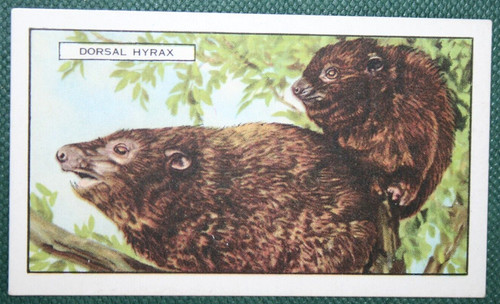 Dorsal hyrax vintage - hyrax,