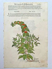 MATTIOLI Xilografia 1500