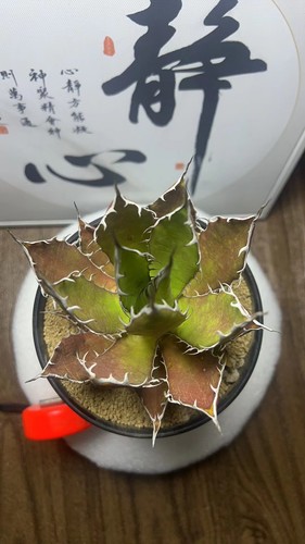 1pcs 12cm cactus pianta - 1pcs,