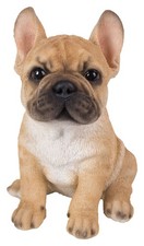 Bulldog dorato francese