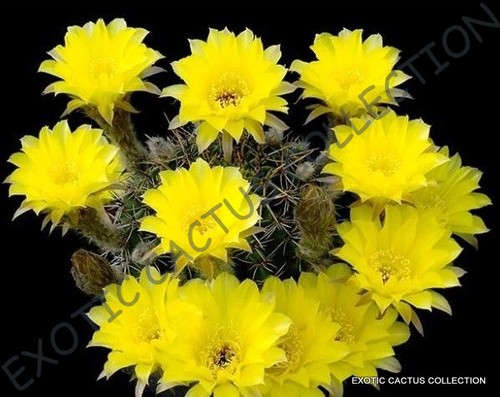 Echinopsis shaferi lobivia - echinopsis,