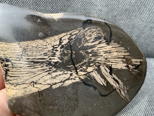 Rare fossil fish bones - fossil,