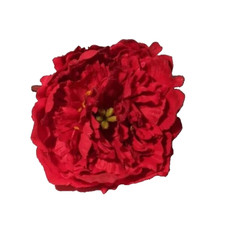 Fiore Peonia Invernale