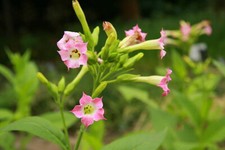 Semi di tabacco "Orient