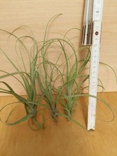 Tillandsia balbisiana