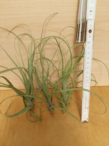 Tillandsia balbisiana