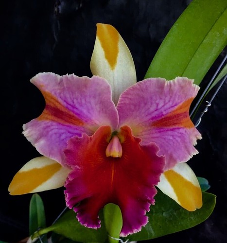 Cattleya amazing thailand - amazing,