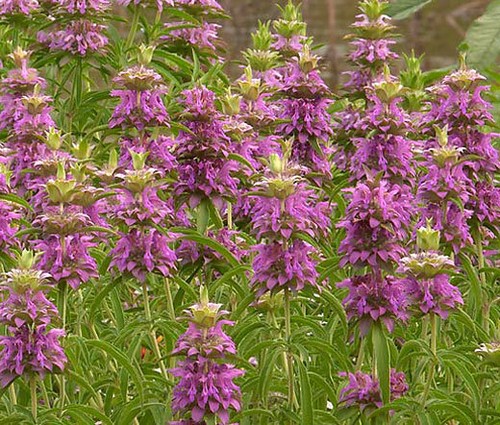 Balsamo api alla menta - d'api,