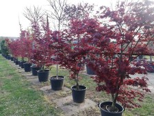 Acero rosso giapponese "Acer