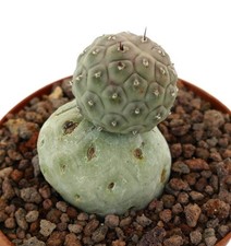 Tephrocactus geometricus TWO