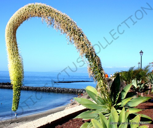 Rare agave attenuata spineless - rare,