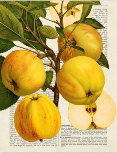 Quadro frutta mele - frutta,