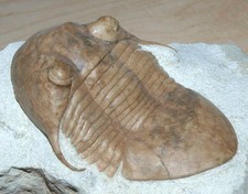 Fantastico Illaenus