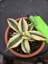 Agave titanota variegata