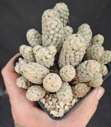 Mammillaria theresae - , (mexico)
