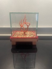 coral glass teak